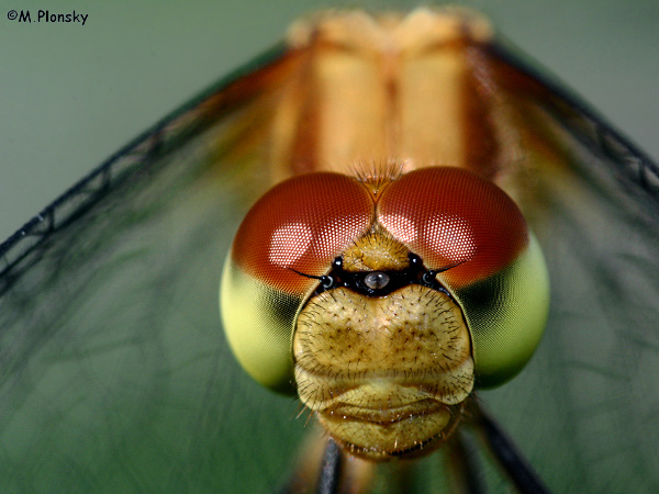 macro lens with teleconverter