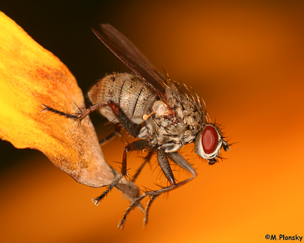 macro lens with teleconverter