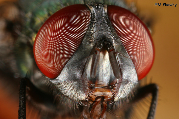 macro lens with teleconverter